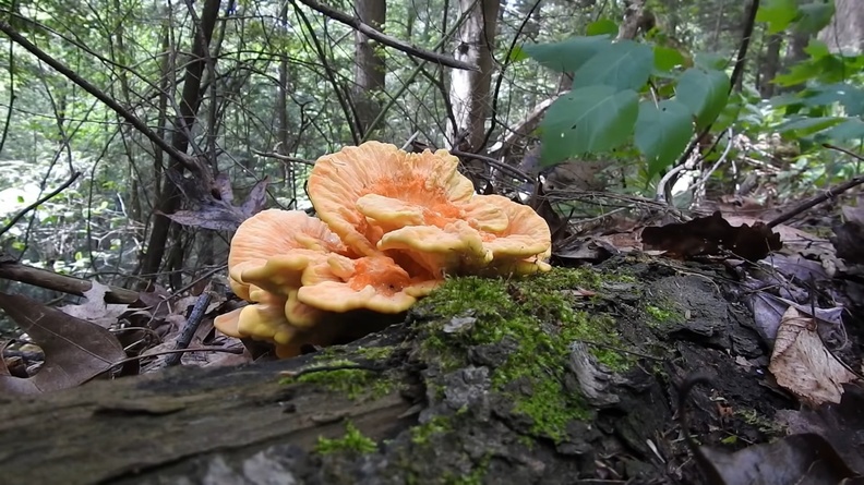 Chicken of the Woods (Laetiporus huroniensis) 1